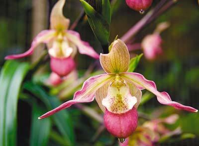 Як правильно доглядати за орхідеями - поради для новачків
