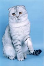 Cum de a veni cu un nume (nickname) pisoi Scottish Fold Girl (cm)