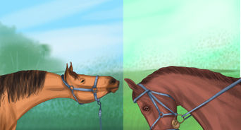 Cum să aducă un cal în formă
