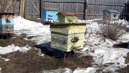 Як провести весняний обліт бджіл правильно