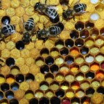 Як провести весняний обліт бджіл правильно
