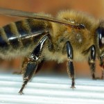 Cum să petreacă corect un zbor de primăvară al albinelor