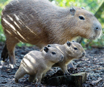 Hogyan tartsuk a capybaras, mint a takarmány, hogy hol vásárolnak, mennyibe kerül,