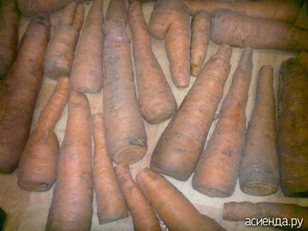 Як зберегти моркву взимку