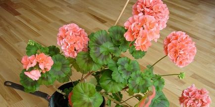 Cum să aibă grijă de geraniums - condiții pentru cultivarea soiurilor de plante acasă