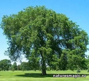 Як вибрати дерево для рун - магія дерев, рунная майстерня