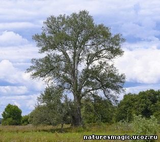 Як вибрати дерево для рун - магія дерев, рунная майстерня