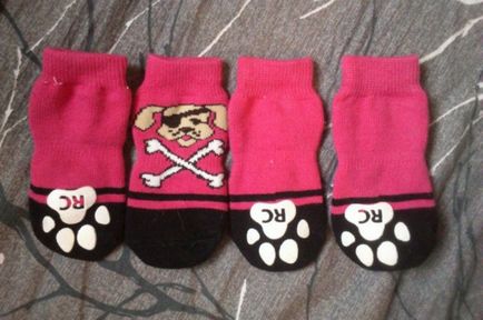 Як вибрати для собаки шкарпетки