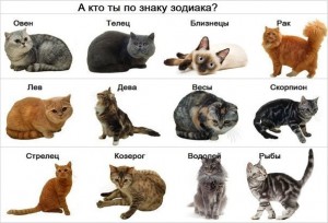 Як вибрати кошеня по знаку зодіаку, місто кішок