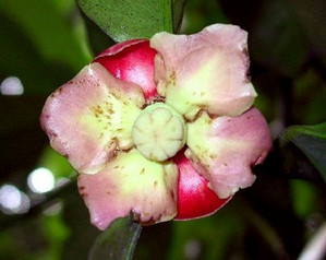 Hogyan működik a mangosztán gyümölcs, és milyen hasznos tulajdonságok