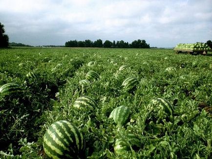 Cum să crească un pepene verde în Belarus regulile de plantare și de îngrijire