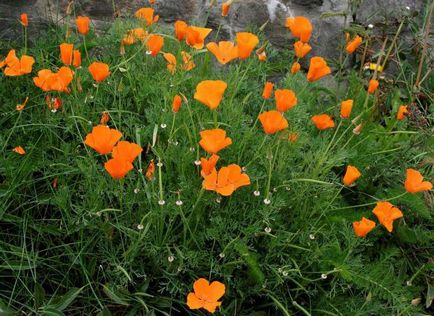 California pipacsok leírás, különösen a termesztés és gondozás