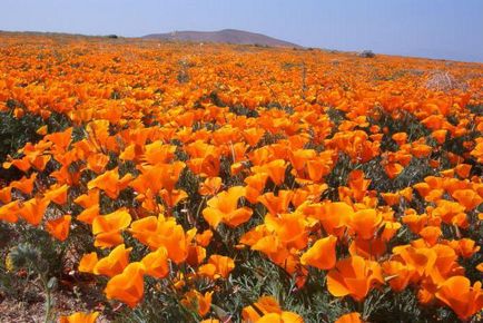 California pipacsok leírás, különösen a termesztés és gondozás