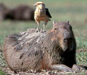Capybara (cappuccino, cel mai mare rozătoare) este proiectul de tutelă a Clubului Mondial de Guine Pigs