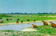 Capybara (cappuccino, cel mai mare rozătoare) este proiectul de tutelă a Clubului Mondial de Guine Pigs