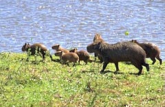 Capybara (cappuccino, cel mai mare rozătoare) este proiectul de tutelă a Clubului Mondial de Guine Pigs