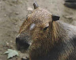 Capybara (cappuccino, cel mai mare rozătoare) este proiectul de tutelă a Clubului Mondial de Guine Pigs