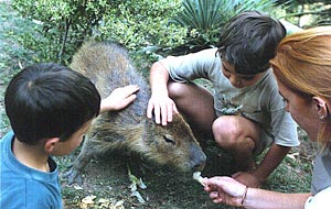 Capybara (cappuccino, cel mai mare rozătoare) este proiectul de tutelă a Clubului Mondial de Guine Pigs