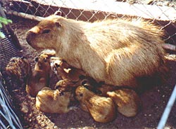 Capybara (cappuccino, cel mai mare rozătoare) este proiectul de tutelă a Clubului Mondial de Guine Pigs