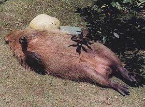 Капибара (водосвинка, найбільший гризун) - проект з опіки клубу світ морських свинок