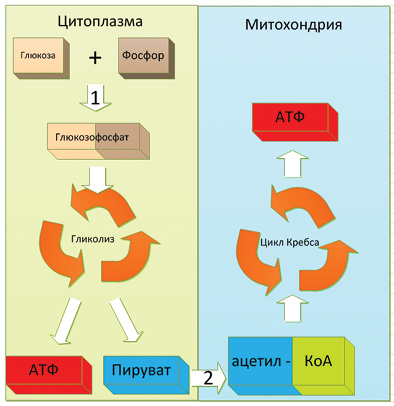 Кардіопротективний препарат АТФ-ЛОНГ® і його вплив на метаболічні процеси в міокарді