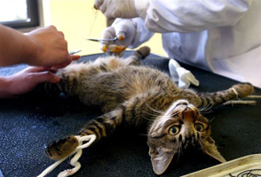 Castrarea sterilizare, sănătatea pisicilor - caini de pisici britanice brianor