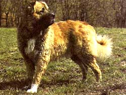 Kaukázusi juhászkutya kaukázusi juhászkutya gonosz fotó, kutya képzés kutyakiképzés legenda