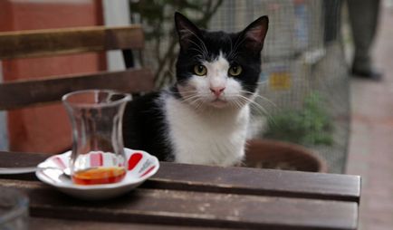 Kedi „- nagyszerű filmet macskák Isztambul