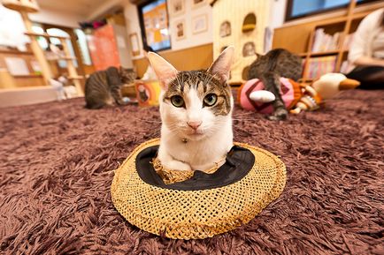 Cat Cafe Japánban, fotó hírek