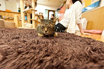 Cat cafenea în Japonia, știri de fotografie