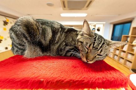 Cat cafenea în Japonia, știri de fotografie