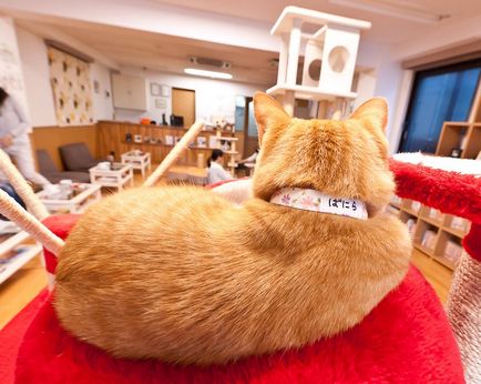 Cat cafenea în Japonia, știri de fotografie