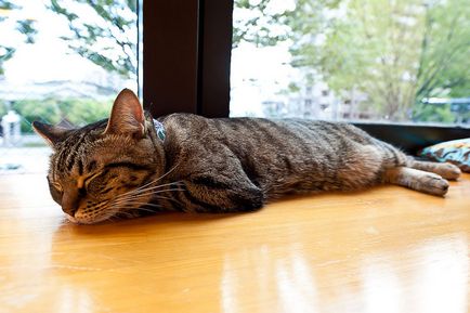 Cat cafenea în Japonia, știri de fotografie