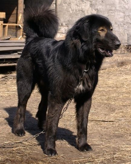 Câine răcoritor - vizionarea temei - dar să jucăm în rasă)