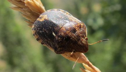 Клоп шкідлива черепашка опис, фото і заходи боротьби з комахами