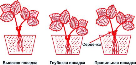 Полунична енциклопедія питання і відповіді про розсаді Фріго, корисні статті на блозі Беккер