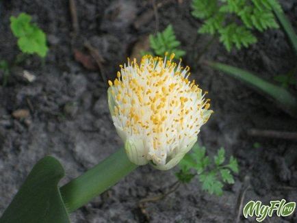 Plante de casa, flori de fotografie, flori de casa, flori perene, nume de flori - comunitate