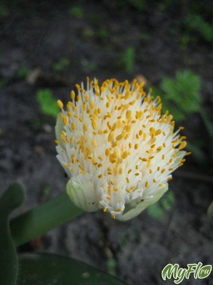 Plante de casa, flori de fotografie, flori de casa, flori perene, nume de flori - comunitate