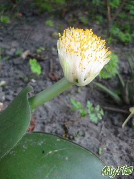 Plante de casa, flori de fotografie, flori de casa, flori perene, nume de flori - comunitate