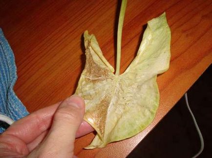 Houseplant syngonium (44 fotografii) cu frunze de cuțit, Vendland, urechi, specii, îngrijire la domiciliu