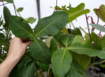 Houseplant syngonium (44 fotografii) cu frunze de cuțit, Vendland, urechi, specii, îngrijire la domiciliu