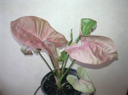 Houseplant syngonium (44 fotografii) cu frunze de cuțit, Vendland, urechi, specii, îngrijire la domiciliu