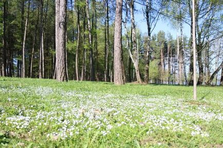 A komplexum - a Klyazma a kamrából a nagyszabású menyegzőre