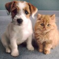 Állatsimogató - közvetlen kapcsolat az állatokkal, gondozó macskák és kutyák ellátás