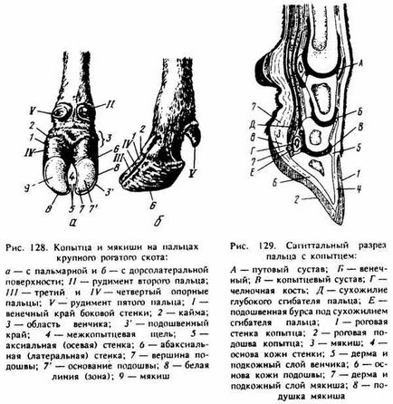 Копитця, копита, кігті