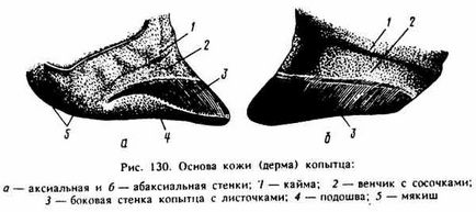 Копита, копита, нокти