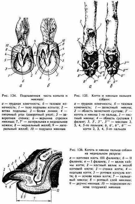 Копита, копита, нокти