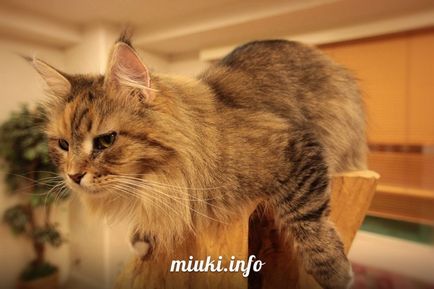 Котяче кафе в осаці, miuki mikado • віртуальна японія