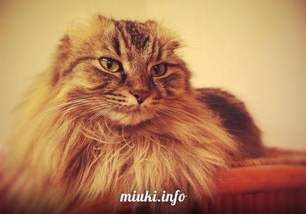 Котяче кафе в осаці, miuki mikado • віртуальна японія