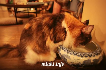 Cafeneaua Cat din sedimente, miuki mikado • Japonia virtuală